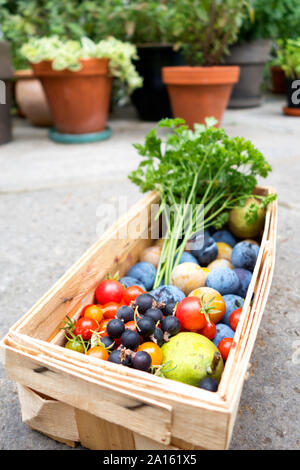 Ernte, verschiedene Sorten Gemüse und Früchte im Korb Stockfoto