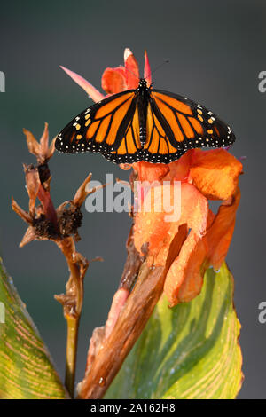 Ein monarch butterfly thront auf einem canna Lily in der Morgendämmerung an Woodbine Strand in Toronto, Ontario. Stockfoto