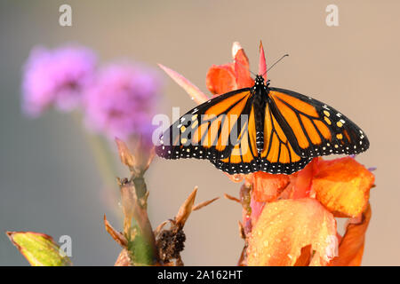 Ein monarch butterfly thront auf einem canna Lily in der Morgendämmerung an Woodbine Strand in Toronto, Ontario. Stockfoto