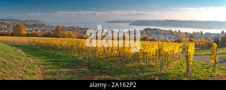 Deutschland, Baden-Württemberg, Überlingen, Weinberg im Herbst, Bodensee im Hintergrund Stockfoto