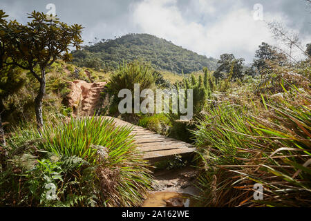 Wanderweg in Horton Plains Nationalpark, Nuwara Eliya, Sri Lanka Stockfoto