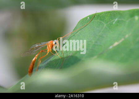 Ein parasitoiden Ichneumon Wasp (Enicospilus purgatus) auf einem milkweed Blatt an ashbridges Bay Park in Toronto, Ontario thront. Stockfoto