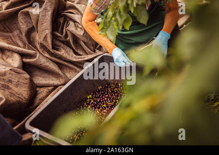 Ältere Frau mit geernteten Kirschen in einer Box Stockfoto