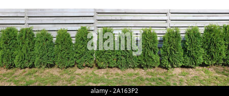 Ideal lange und Hecke von kleinen Jung immergrünen Nadelbäumen in der Nähe von holzzaun. auf weißem Panoramablick auf die Landschaft isoliert Stockfoto