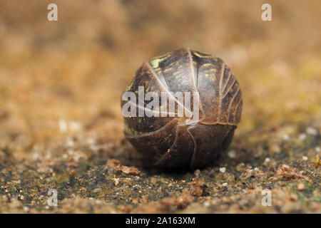 Pille Woodlouse (Armadillidium vulgare) eingerollt im defensiven Ball. Tipperary, Irland Stockfoto