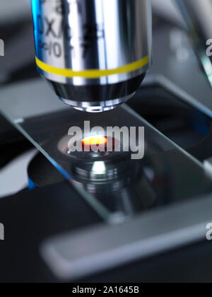 Menschliche Probe anaylised unter dem Lichtmikroskop in Labor, Stockfoto