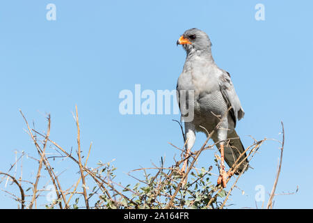 Namibia, Etosha Nationalpark, blasse Chanting goshawk, Melierax podiopterus Stockfoto