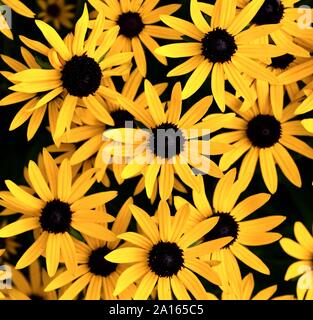In den gelben Blüten von rudbeckien wenig Goldstar. Stockfoto
