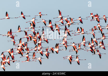 Namibia, Etosha Nationalpark, Greater Flamingo (Phoenicopterus ruber, fliegenden Schwarm Vögel Stockfoto