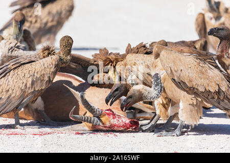 Namibia, Etosha National Park, Cape griffons, Tylose in coprotheres, essen Springbock Stockfoto