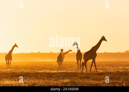 Afrika, Namibia, Etosha Nationalpark, Giraffen im Sonnenuntergang, Giraffa Camelopardalis Stockfoto