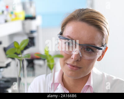 Pflanzenbiotechnologie, Wissenschaftler immer verschiedene Stämme von Pflanzenkrankheiten, Resistenzen zu entwickeln Stockfoto