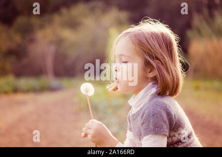 Mädchen bläst Samen von Dandelion Clock in Feld Stockfoto