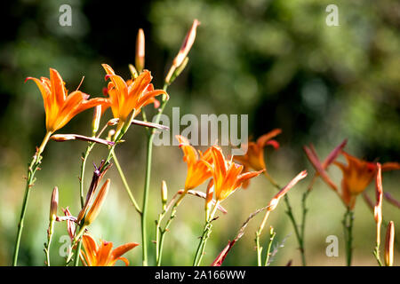 Feuer Lily, Lilium Bulbiferum Stockfoto