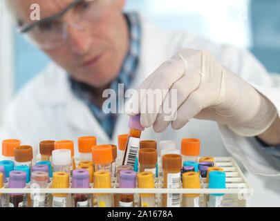 Medizinische Techniker prüfen Blutproben im Labor Stockfoto