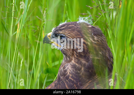 Eine eurasische jungen Mäusebussard im hohen Gras, Perthshire, Schottland, Großbritannien, Europa. Stockfoto