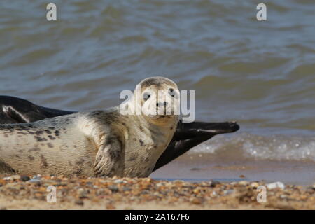 Junge Kegelrobbe auf Horsey Strand, Norfolk Stockfoto