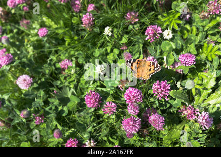 dh Trifolium pratense KLEEBLÄTTER FLORA gemalte Dame Schmetterling Cynthia cardui auf rosa rot lila Kleeblätter Blüten uk Schmetterlinge blühen Stockfoto