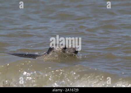 Grau Dichtung schwimmen aus Horsey Strand, Norfolk Stockfoto