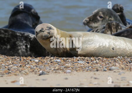 Junge Seehunde auf Horsey Strand, Norfolk Stockfoto
