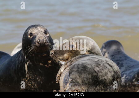 Graue Dichtungen ruht auf Horsey Strand, Norfolk Stockfoto