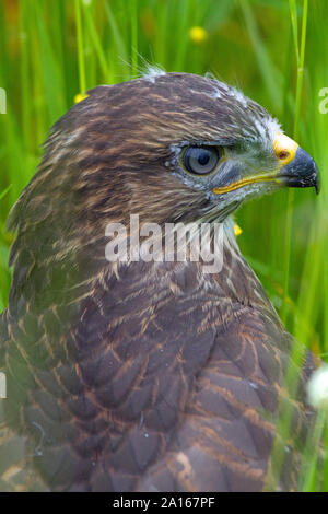 Eine eurasische jungen Mäusebussard im hohen Gras, Perthshire, Schottland, Großbritannien, Europa. Stockfoto