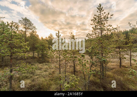 Lahemaa Nationalpark im Herbst, Estland Stockfoto