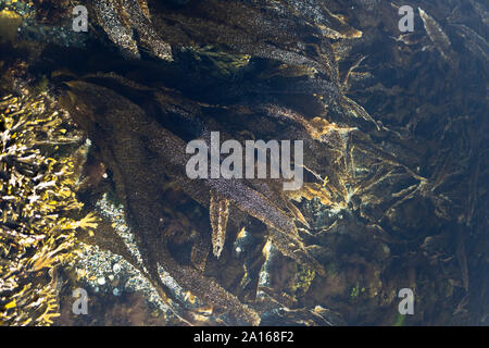 dh Kelp MEERESALGEN Braunalgen Meer schottland Laminaria Algen Stockfoto