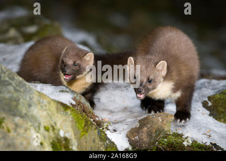 Baummarder auf Schnee Felsen im Wald bei Schottland abgedeckt Stockfoto