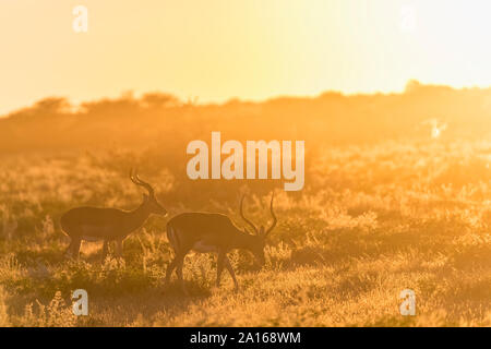 Afrika, Namibia, Etosha Nationalpark, Impalas, Aepyceros melampus, bei Sonnenaufgang Stockfoto