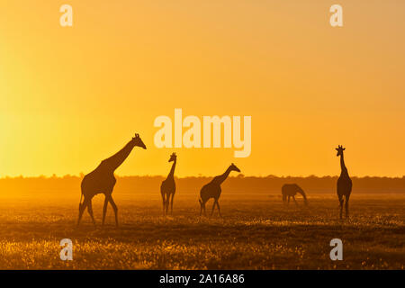 Afrika, Namibia, Etosha Nationalpark, Giraffen im Sonnenuntergang, Giraffa Camelopardalis Stockfoto