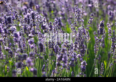 Voller Ruhm Schuß von frischem Lavendel Blumen blühen im Freien Stockfoto