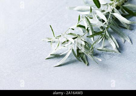 Wilde Ölzweige (Oleaster, Russische Olive) am grauen Stein Hintergrund. Platz kopieren Stockfoto