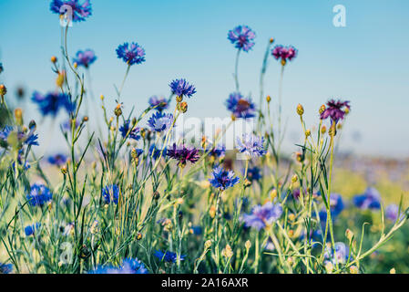 In der Nähe von frischem lila Kornblumen auf Feld gegen Sky Stockfoto