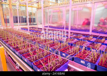 Pflanzen, die unter streng kontrollierten Bedingungen in den nationalen Anlage Phänomik Center, an IBERS (Institut der biologischen, ökologischen und ländlichen Wissenschaften), Aberystwyth University, Wales, UK. Das Zentrum beschäftigt einen multidisziplinären Ansatz, in dem Ingenieure, Informatiker und Mathematiker mit Biologen, um, wie die Genetik und Umwelt interagieren die Eigenschaften (oder Phänotyp) des einzelnen Organismus zu geben. Stockfoto