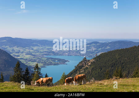 Kühe grasen auf Schafberg gegen den blauen Himmel Stockfoto