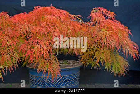 Acer palmatum, in herbstlichen Laub Farben, Edinburgh, Schottland, Großbritannien Stockfoto