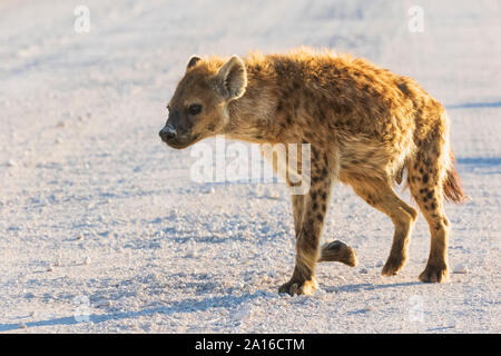 Namibia, Etosha Nationalpark, Hyänen gesichtet Stockfoto