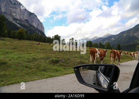 Braune Kühe gehen auf die alpinen Asphalt Stockfoto