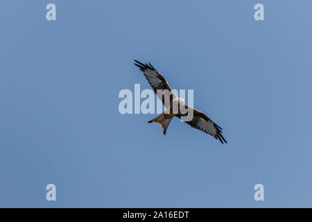 Red Kite in Llangefni Nant yr Arian, Ceredigion, Wales fotografiert. Stockfoto