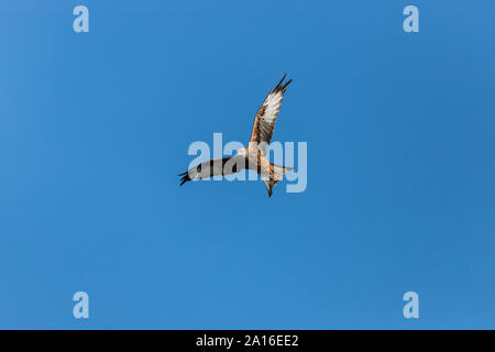 Red Kite in Llangefni Nant yr Arian, Ceredigion, Wales fotografiert. Stockfoto