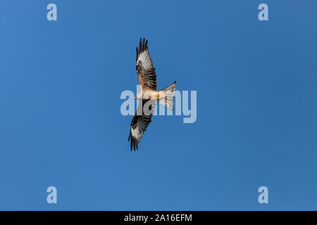 Red Kite in Llangefni Nant yr Arian, Ceredigion, Wales fotografiert. Stockfoto