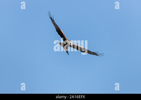 Red Kite in Llangefni Nant yr Arian, Ceredigion, Wales fotografiert. Stockfoto