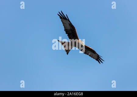 Red Kite in Llangefni Nant yr Arian, Ceredigion, Wales fotografiert. Stockfoto