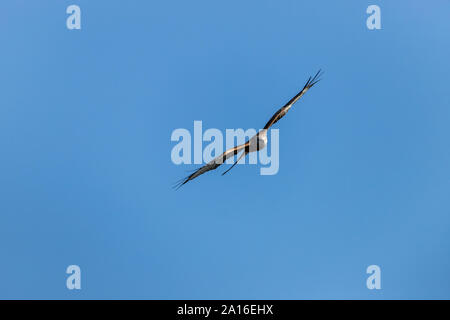 Red Kite in Llangefni Nant yr Arian, Ceredigion, Wales fotografiert. Stockfoto