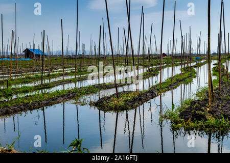 Schwimmende Gärten, See Inle, Shan Staat, Myanmar. Stockfoto