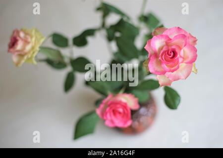 Blumenstrauß aus drei blass rosa gelbe Rosen in einer Vase auf einem Tisch, Ansicht von oben. Stockfoto