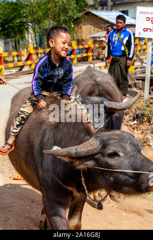 Ein lokaler Junge Reiter ein Wasserbüffel auf dem wöchentlichen Markt Inthein, See Inle, Shan Staat, Myanmar. Stockfoto