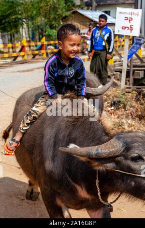 Ein lokaler Junge Reiter ein Wasserbüffel auf dem wöchentlichen Markt Inthein, See Inle, Shan Staat, Myanmar. Stockfoto