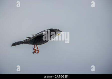 Alpine chough fliegen in die Luft, von der Seite Stockfoto